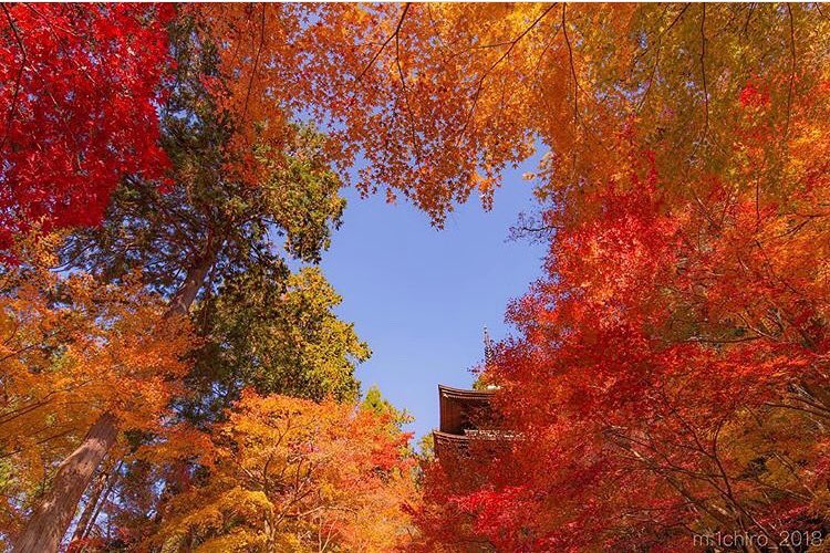 RETRIP Nippon RETRIP紅葉 こちらは滋賀県愛知郡にある天台宗金剛輪寺三重塔の周辺の紅葉が今見頃を迎えている