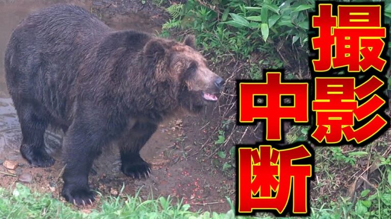 【ガチ】撮影中クマに襲われました。