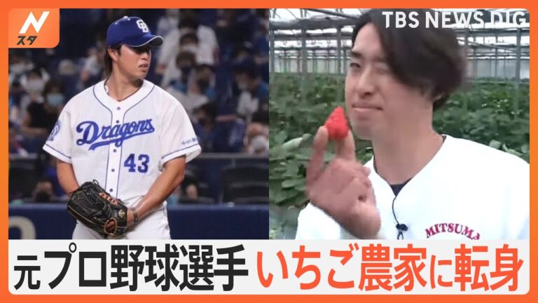 なぜ？元プロ野球選手がいちご農家に転身　珍しいピンクのいちごも栽培【すたすた中継】｜TBS NEWS DIG