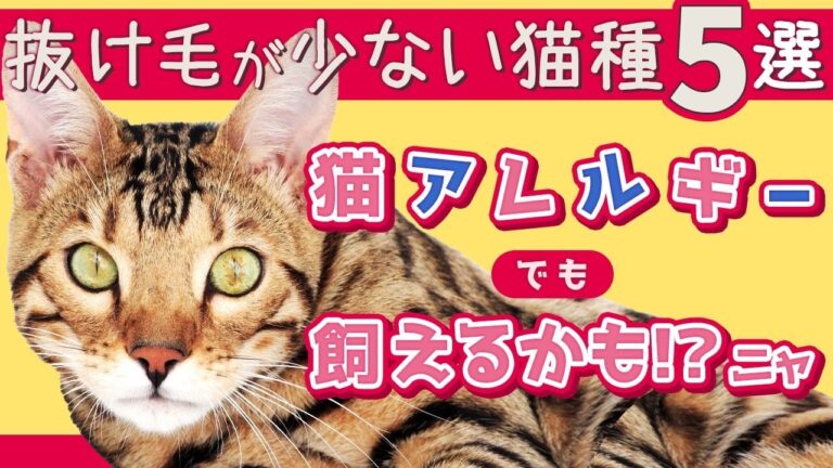 子猫 Life Wacoca Japan People Life Style