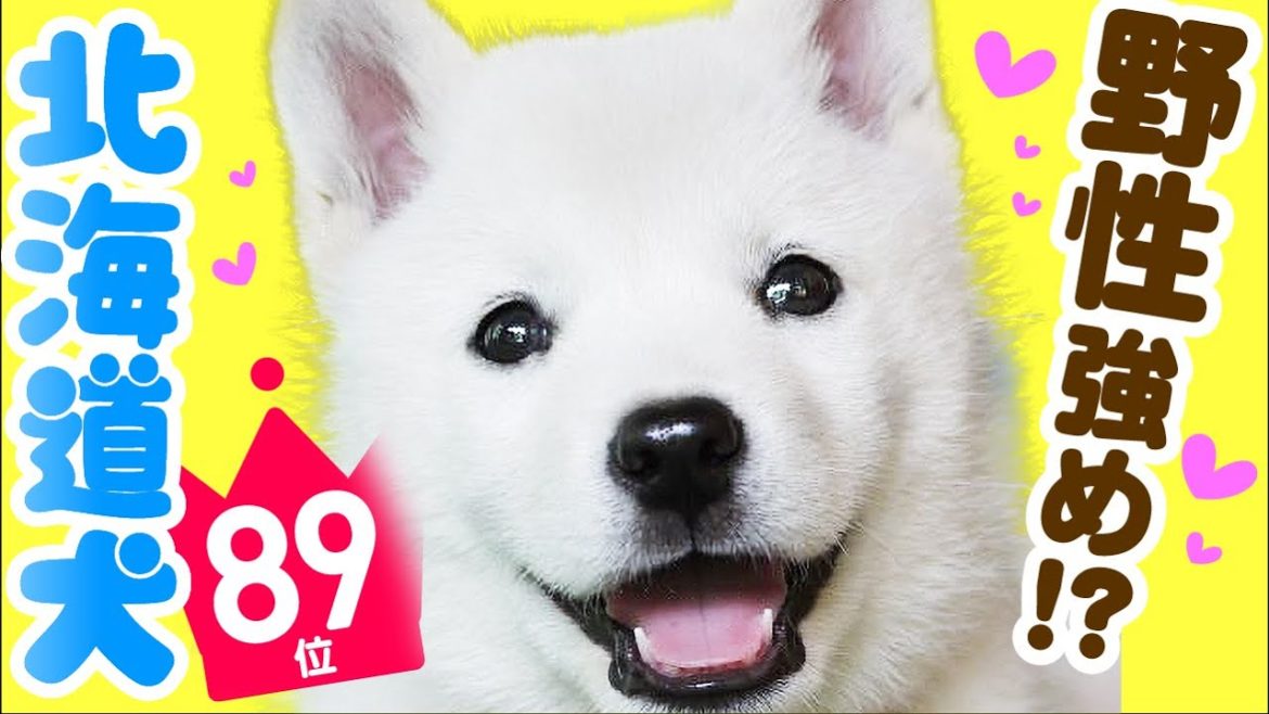 人気位 北海道犬ってどんな犬 子犬の価格や性格 寿命 飼いやすさは カワイイ動画でチェック News Wacoca Japan People Life Style