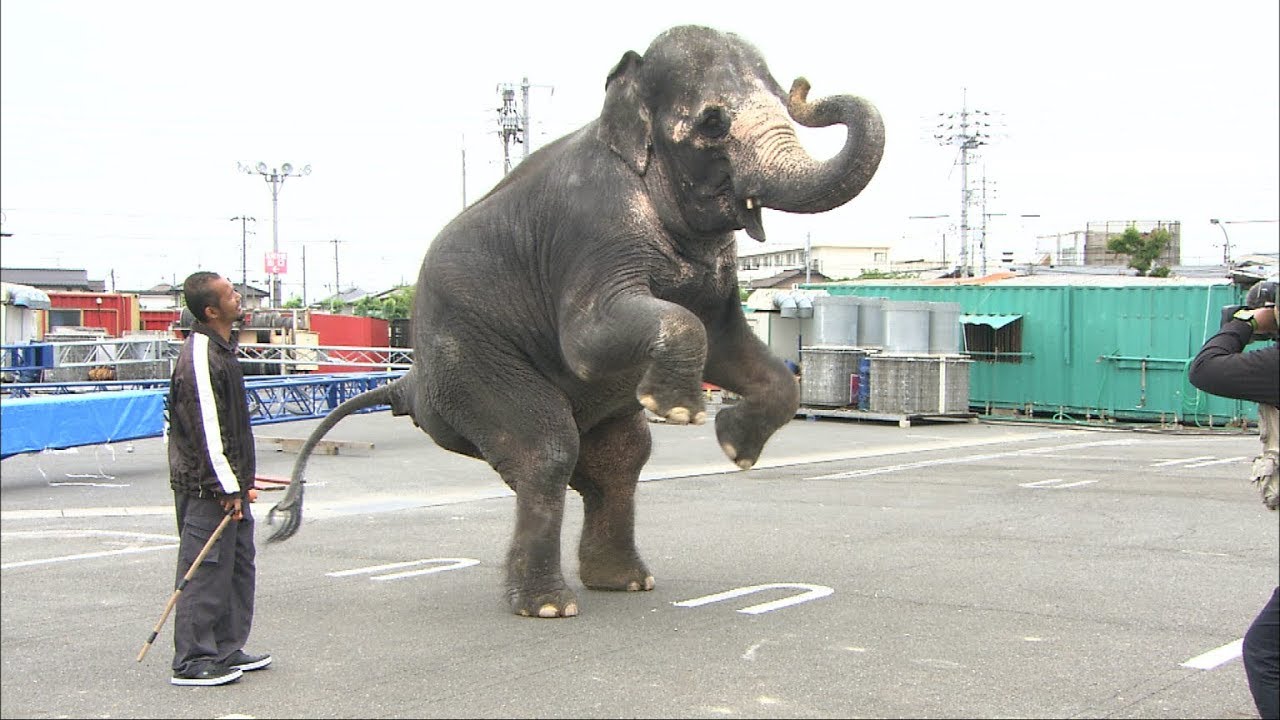 サーカスの動物たちが岡山にやってきた 6月9日から木下大サーカス開幕 News Wacoca Japan People Life Style