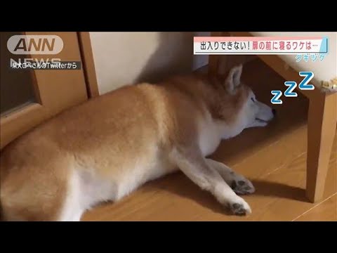 出入りできない 扉の前で寝る犬 そのワケは 21年8月4日 News Wacoca Japan People Life Style