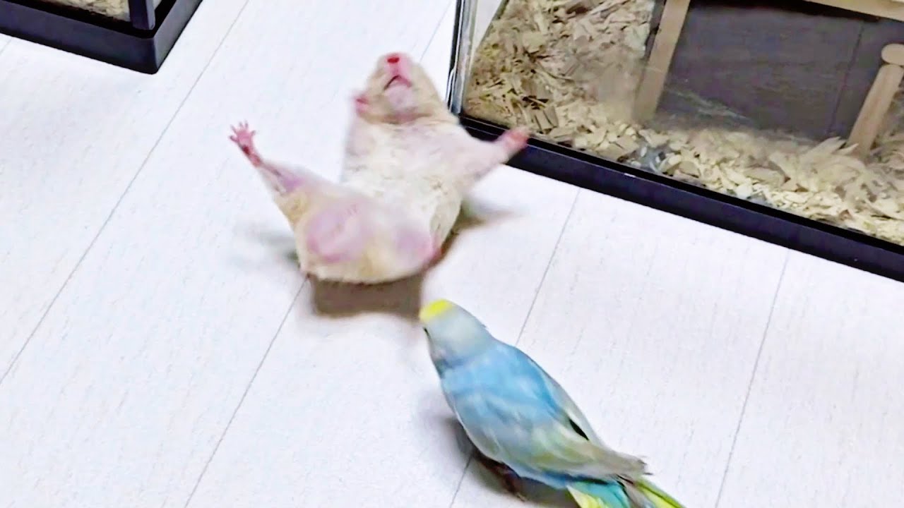 観覧注意 衝撃映像 ハムスターとインコの喧嘩が炎上レベル おもしろ可愛い動物 News Wacoca Japan People Life Style