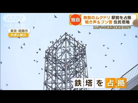 【独自】“大群ムクドリ”駅前を占拠 鳴き声＆フンに住民悲鳴…“撃退”成功例も(2022年11月23日) - News | WACOCA ...