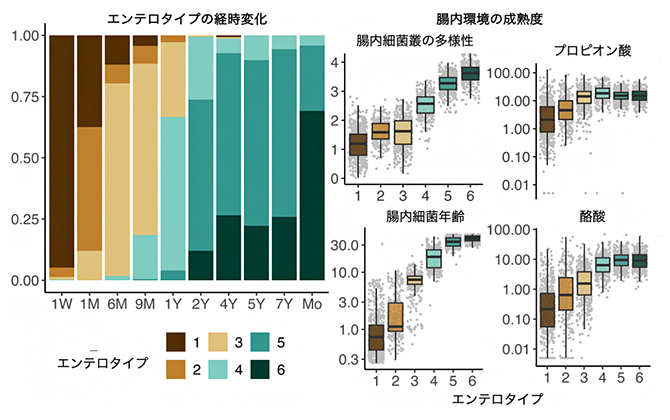 エンテロタイプの特徴の図