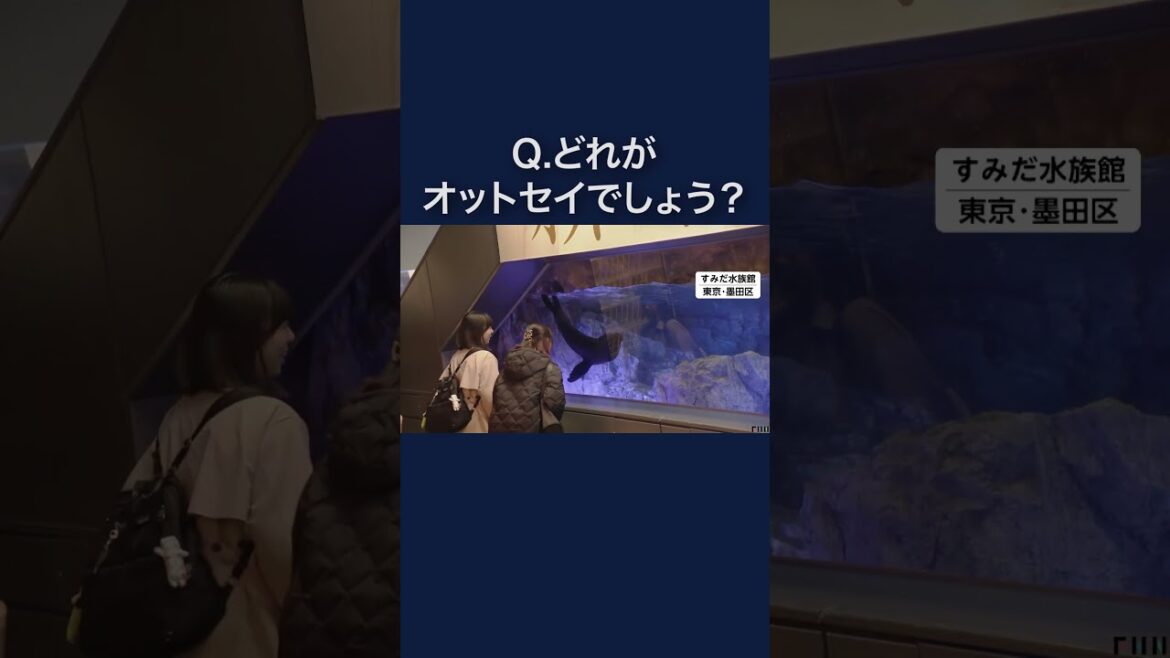 アシカでもアザラシでもなく…「それはオットセイ！」すみだ水族館で詳しく学べる展示会　#shorts