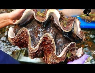 giant oyster