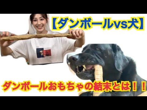 南ダンボール製作所 2ページ目 2ページ中 Videos Wacoca Japan People Life Style