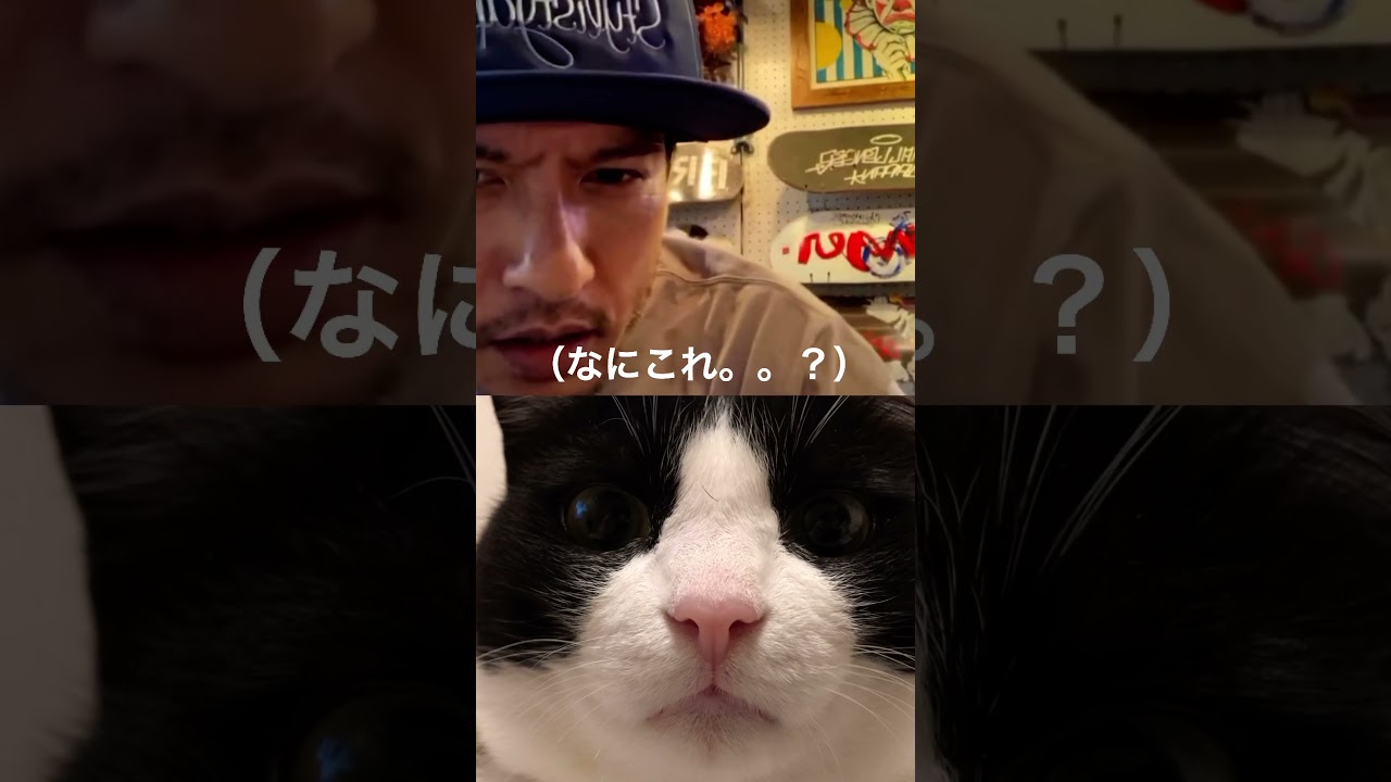 長瀬智也 インスタの使い方がわからない隙に乱入する見知らぬ猫 Shorts Videos Wacoca Japan People Life Style