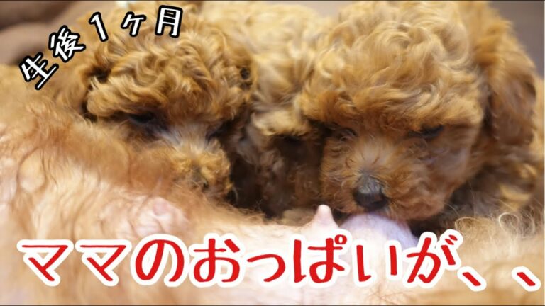 トイプードル 子犬 Videos Wacoca Japan People Life Style