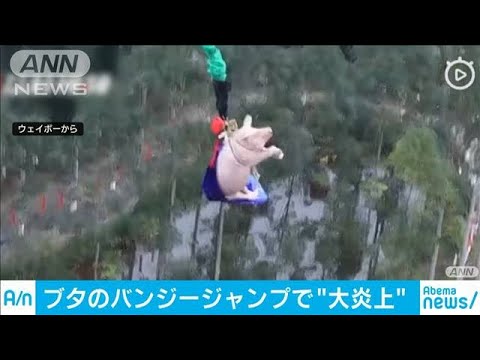 ブタがバンジージャンプ ネットで非難 笑えない 01 Videos Wacoca Japan People Life Style