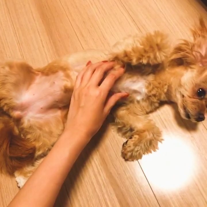 桐谷美玲 撫でての要求がすごい人 あ 犬 ぱっちゃん チワプー Wacoca Japan People Life Style