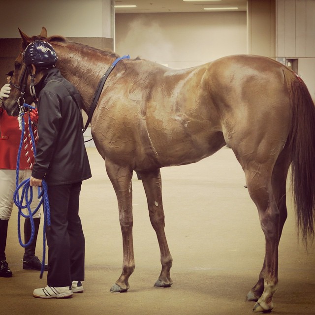 田丸麻紀 馬 優勝した馬 走り終わった後 湯気がでていて やり切った感がカッコいい ジョッキーは武豊さん Wacoca Japan People Life Style