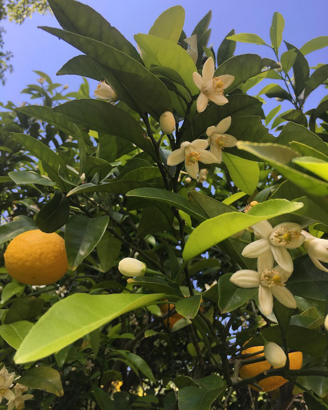 風間ゆみえ 庭の夏蜜柑が花を咲かせてる 香りの効果 なんていい気分 Wacoca Japan People Life Style