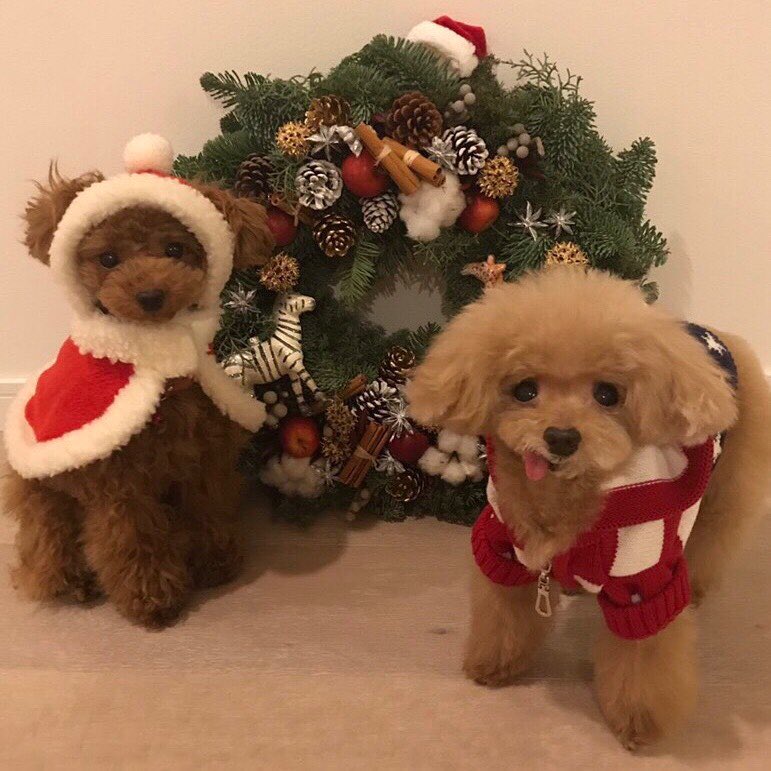 深田恭子 もうすぐchristmasですね 我が家の犬達も今年のリースの前で記念撮影をしました右がメロンで11歳 左はポッケ来月1歳になります 親バカ自己紹介 聞かれ Wacoca Japan People Life Style