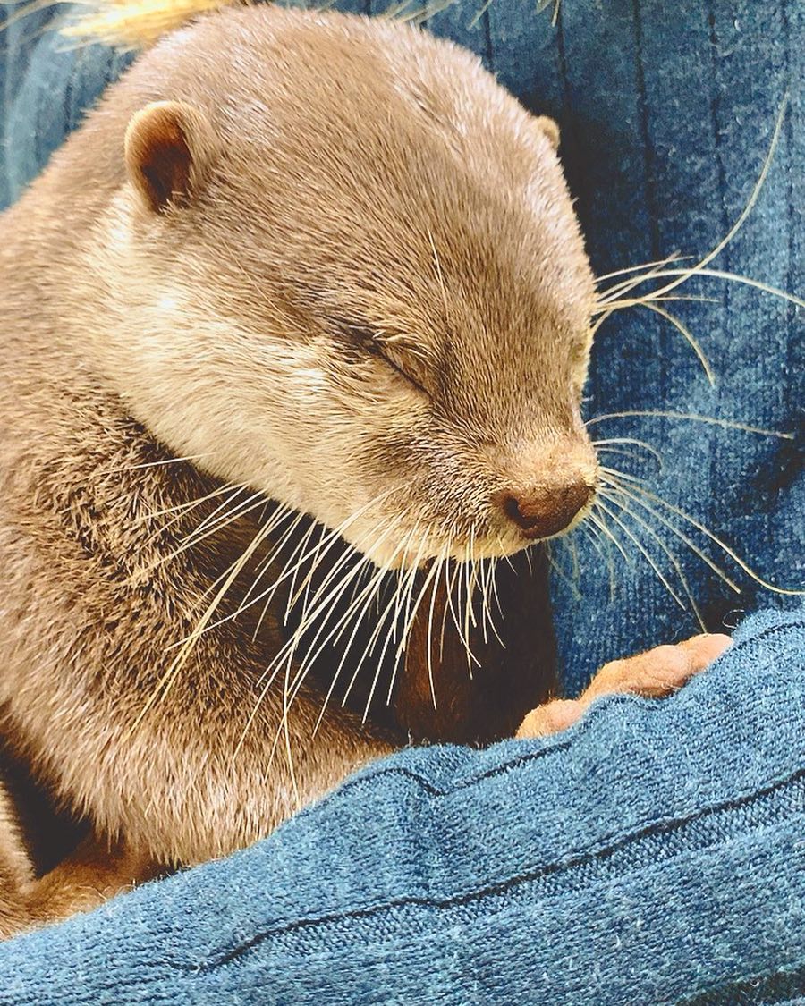 アンジェラ芽衣 カワウソさん 癒された アンジェラ芽衣 写真 Photo 動物 Animal カワウソ 寝ちゃった Wacoca