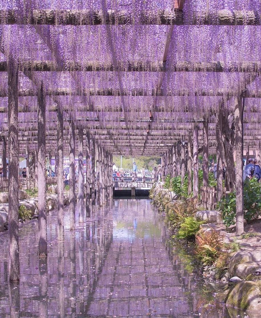 Retrip News Retrip 天王川公園 立派な藤棚は 愛知にあった 愛知県津島市にある 天王川公園 には 藤 の美しい紫のカーテンがあります 5月5日 金 までは 尾張津島 Wacoca Japan People Life Style
