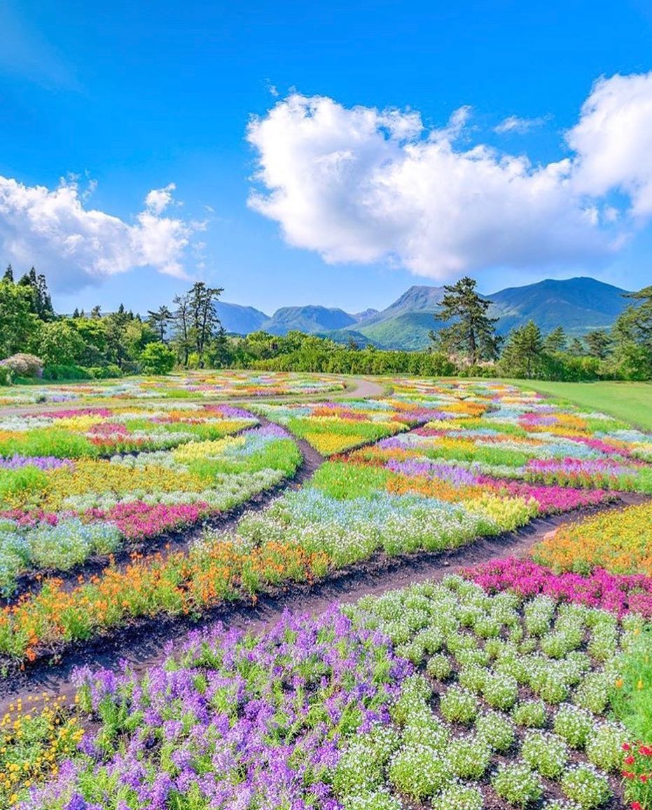 Retrip Nippon Retrip 花畑 こちらは 大分県にある くじゅう花公園 こちらは みはらしの丘の春彩の畑という場所なのですがカラフルに咲くお花たちがとっても美しいんで Wacoca Japan People Life Style