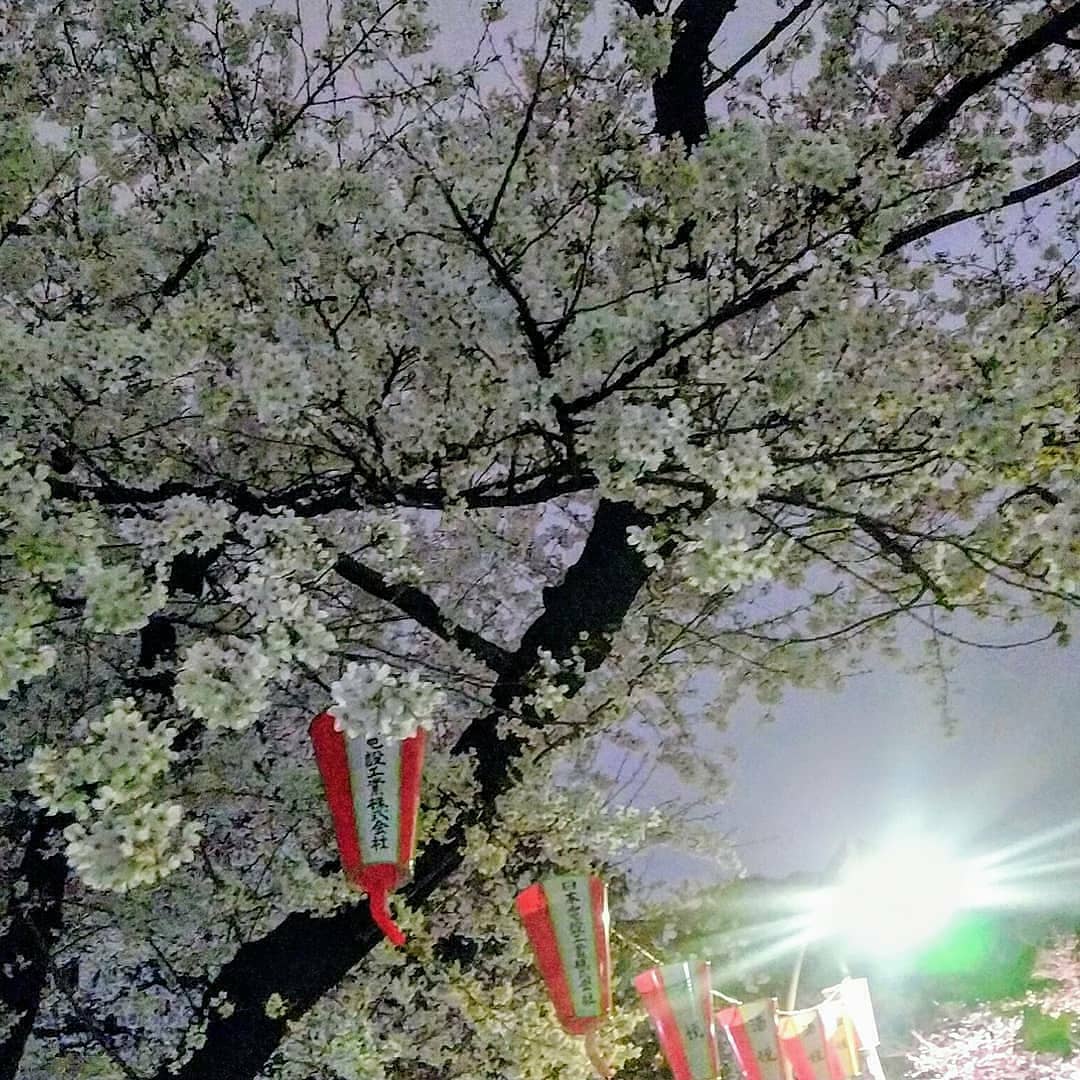 Travelko 先週末で満開に近づいた東京の桜 花冷えの日も続いているせいか もうしばらく楽しめそうですね 写真は先週金曜の 浅草 と 上野公園 の夜桜 浅草寺 で Wacoca