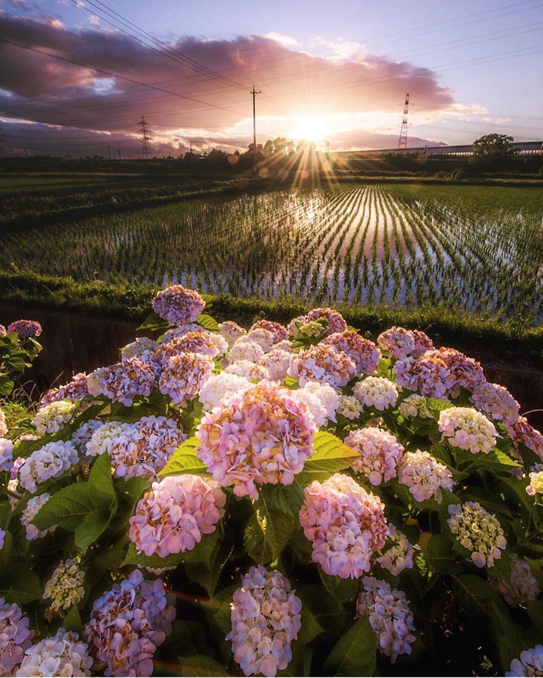 Retrip News Retrip 愛知 みなさん 今年は紫陽花の綺麗な写真を撮れましたか 愛知県で撮れたこちらの写真は 綺麗な紫陽花と水田 太陽とのコラボレーションですよね Wacoca Japan People Life Style