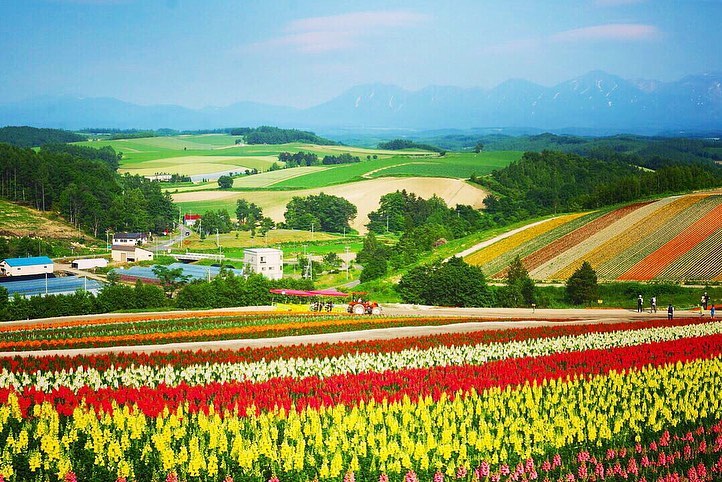 Travelko 夏の旅行先として人気の 北海道 ですが この時期ぜひおすすめしたいのは 美瑛 富良野を中心とする 花の絶景スポット巡り です 美瑛にある 四季彩の丘 Wacoca Japan People Life Style