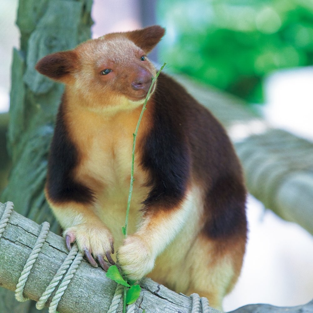 Casabrutus 最新 動物園と水族館 発売中 一見するとクマ タヌキ みたいな不思議な動物 でも 謎めく瞳がなんだかかわいい 実は カンガルーの仲間 セスジキノボリカン Wacoca Japan People Life Style