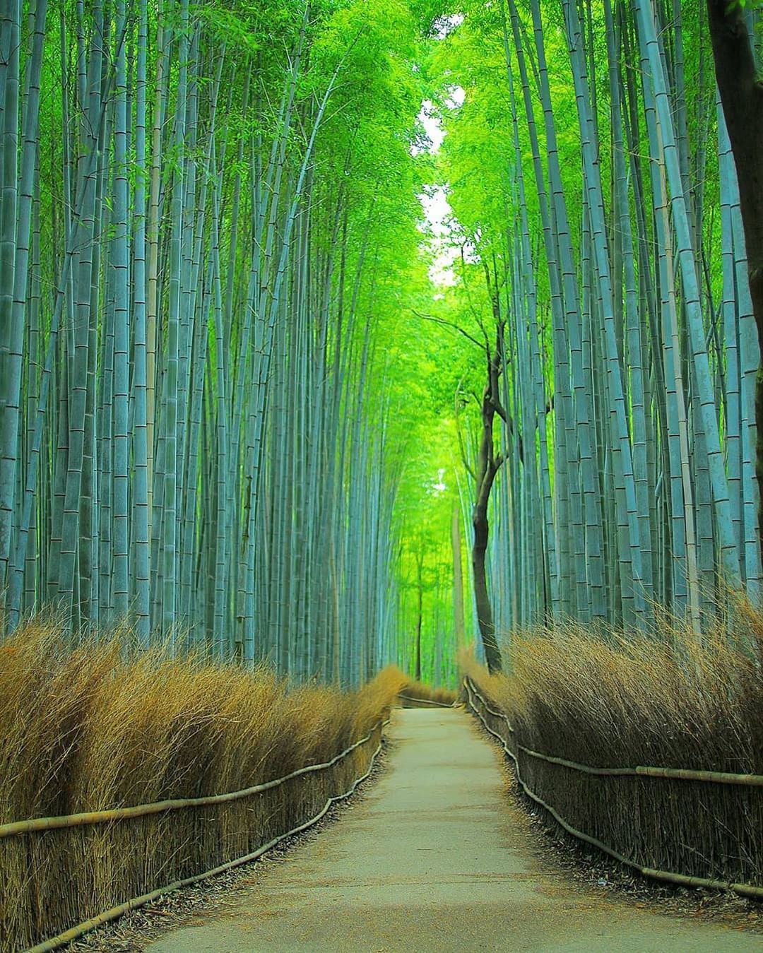 Retrip Kyoto Retrip 京都観光 今回ご紹介するのは 京都 嵐山の 竹林の小径 竹林が並び 綺麗な 新緑の中で自然を満喫できるスポットです 夜の神秘的な景色も 昼の Wacoca Japan People Life Style