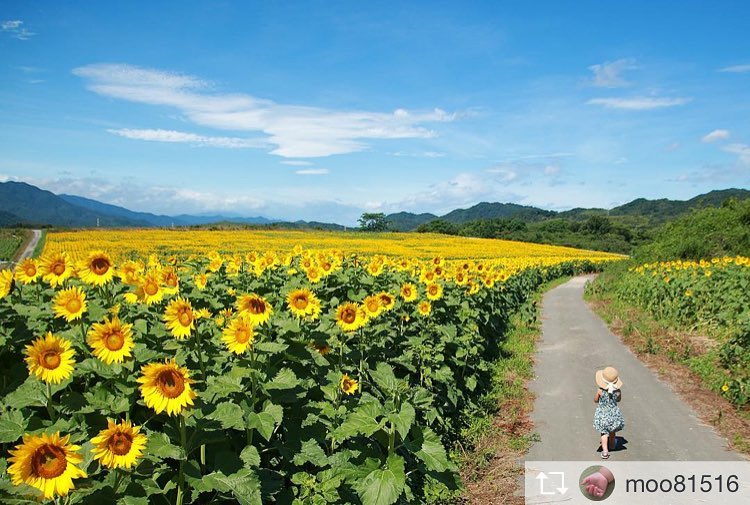 Kntjapan こんにちは 今日の厳選 渾身のお写真はこちら Moo さん めっちゃかわいい ひまわりは太陽の花と言われてますね 周りを幸せにするひまわりに Wacoca Japan People Life Style