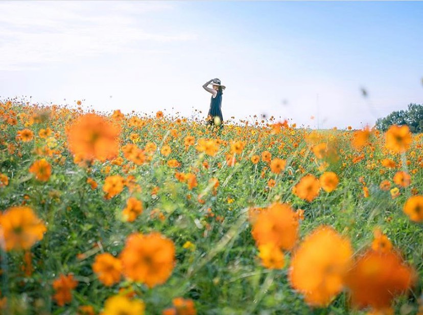 Retrip News Retrip 愛知 今回ご紹介するのは 愛知県にある 愛知牧場 の キバナコスモス のお写真 愛知牧場では 夏はひまわり 秋はコスモス 春は菜の花と季節のお Wacoca Japan People Life Style