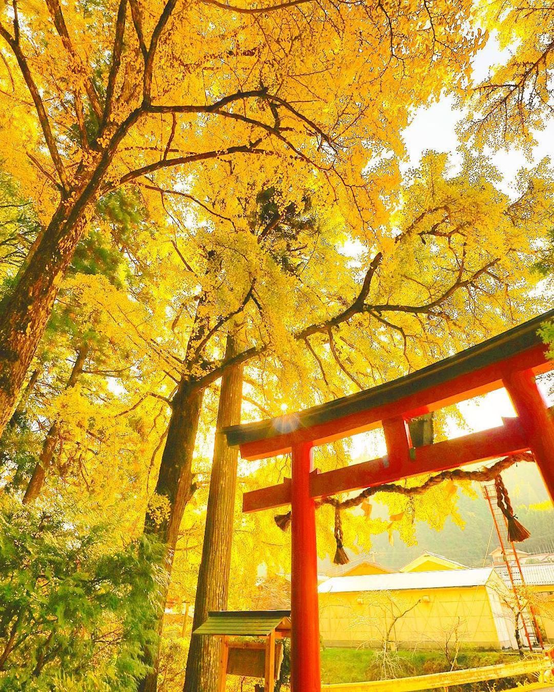 Retrip Kyoto Retrip 京都観光 今回ご紹介するのは 京都にある 岩戸落葉神社 です 秋になると いちょう並木の黄色に囲まれた幻想的な風景を楽しむことができます 落 Wacoca Japan People Life Style