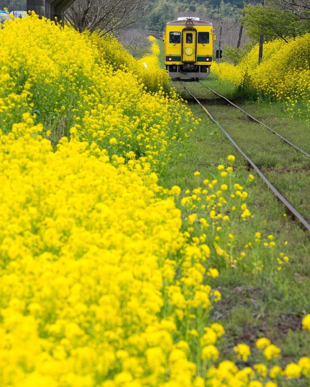 Retrip News Retrip 千葉 こちらは千葉県房総半島のいすみ市と大多喜町を走る いすみ鉄道です 春には線路沿いに菜の花畑が広がり のどかな景色を眺めることができますよ Wacoca Japan People Life Style
