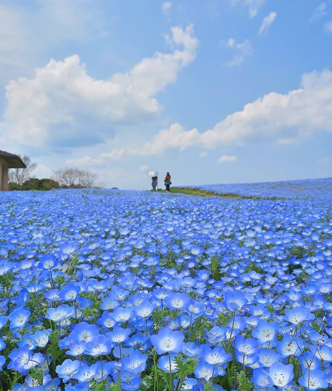 Retrip Nippon Retrip ネモフィラ 福岡県にある 海の中道海浜公園 では 例年4月中旬頃から5月上旬頃にかけて淡い青色のネモフィラが咲き誇ります まだ先ですが 春のお Wacoca Japan People Life Style