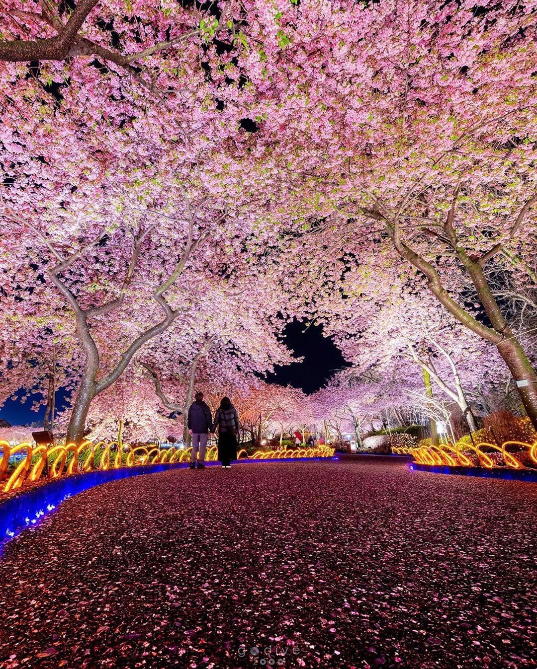 Retrip News Retrip 三重 三重県桑名市の なばなの里 では 河津桜のライトアップが行われています 池の周りには桜並木の遊歩道があり ムード満点な夜桜が楽しめますよ Wacoca Japan People Life Style