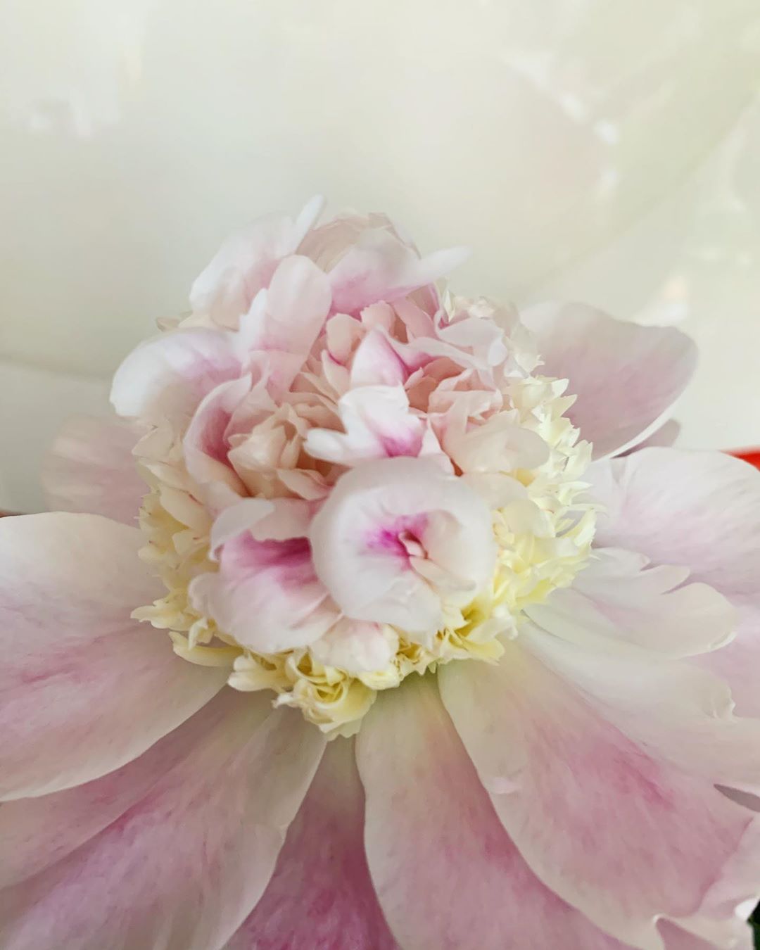 早坂香須子 優しい花かんむりみたい 花の構造はシンプルで 雄と雌の部分をたくさんの花びらが取り囲んでいる 存在するだけで幸せにしてくれる花たちはとても女性的だと思うけ Wacoca Japan People Life Style