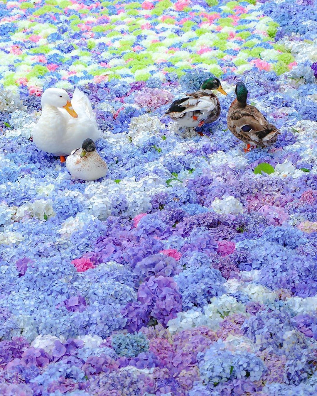 Retrip News Retrip 茨城 茨城県桜川市の雨引山楽法寺は 雨引観音 とも呼ばれ 梅雨に行われるあじさい 祭が人気です 池には色とりどりの紫陽花が浮かべられ 華やかに彩 Wacoca Japan People Life Style