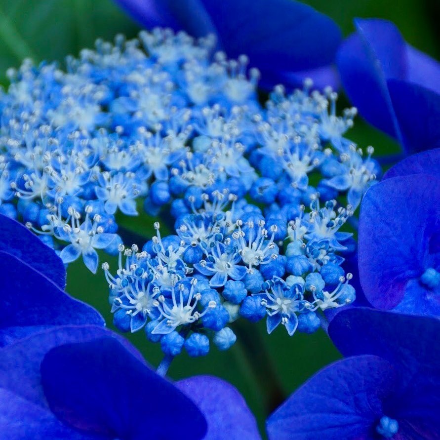 Ana 青色の季節 雨の季節 梅雨の花 萼紫陽花 ガクアジサイ 紫陽花 あじさい 花びら Anaブルー ファインダー越しの世界 カメラ好きな Wacoca Japan People Life Style