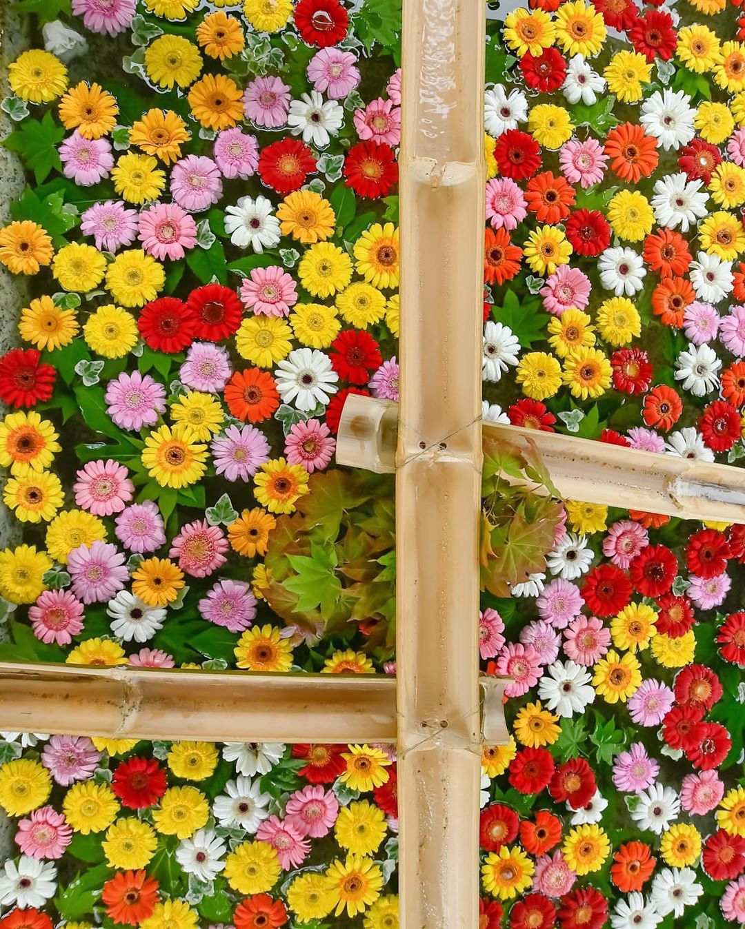 Retrip Hokkaido Retrip 花手水 今回ご紹介するの は 色鮮やかな絶景 小樽住吉神社 で 花手水が登場しています 今年は年7月4日から8月の半ばまで 何 Wacoca Japan People Life Style