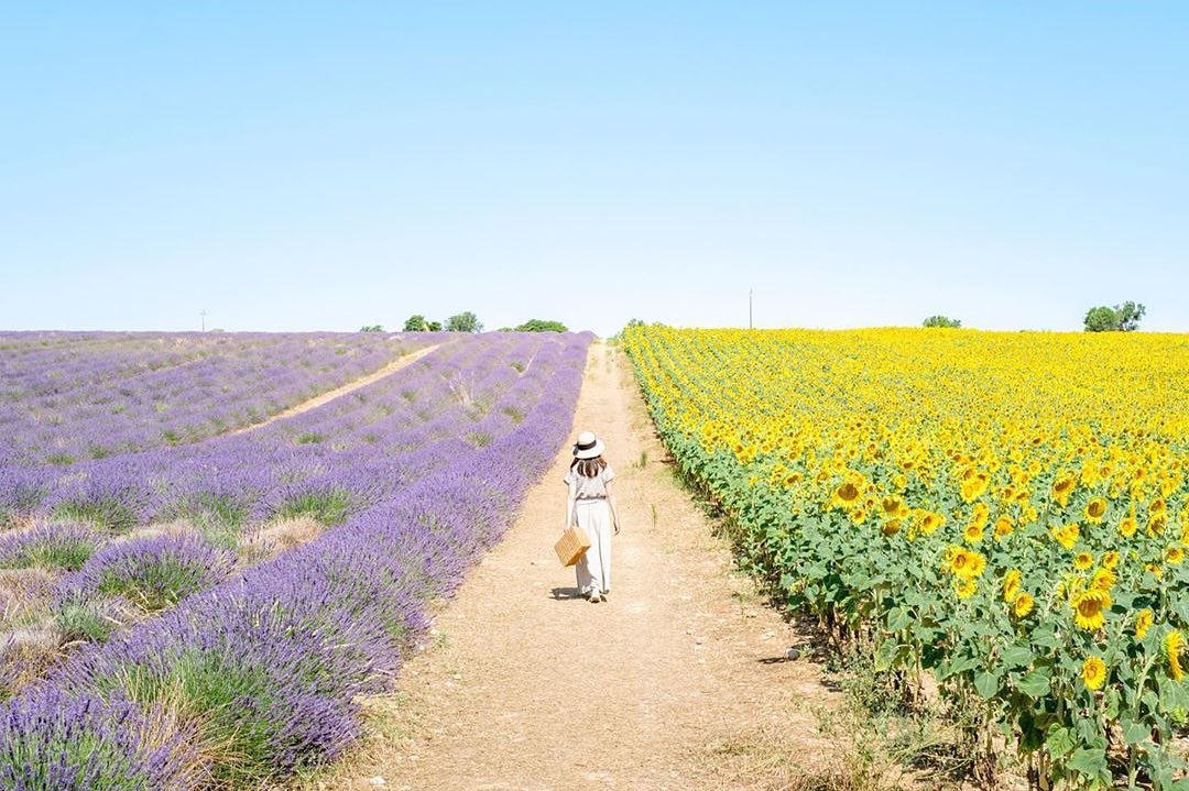 Retrip News Retrip フランス 南フランスのプロヴァンス地方で一度は見てみたい景色といえば ラベンダー畑 なかでも有名なヴァロンソル高原は ラベンダー畑とひまわり畑 Wacoca Japan People Life Style