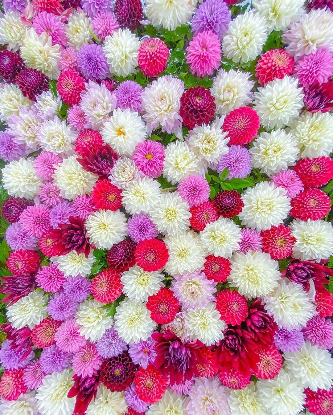 Retrip News Retrip 福岡 福岡県福津市の 宮地嶽神社 でも 手 水鉢が季節の花々で彩られています こちらは華やかで可愛らしいダリアの花手水です 現在はダリアからかわ Wacoca