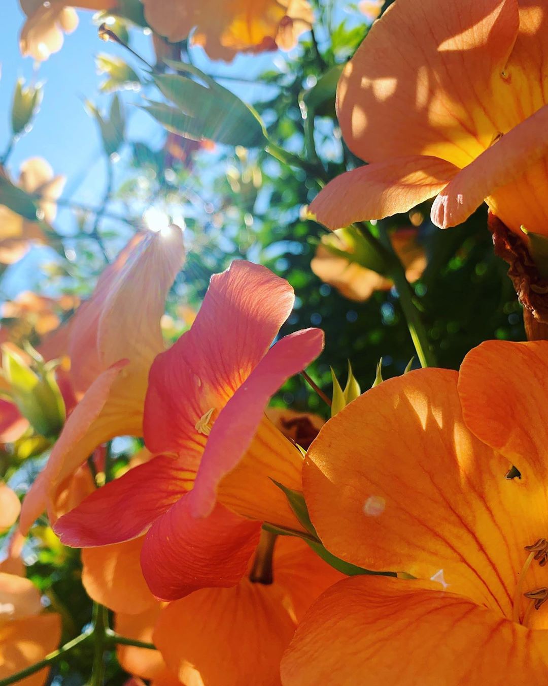 風間ゆみえ あまり快活な色を好まなかった私が オレンジ色の花を好きになったのは 5年くらい前になるかな 旅行先のハワイで 夫がくれた仲直りの花束がオレンジ色のハ Wacoca Japan People Life Style