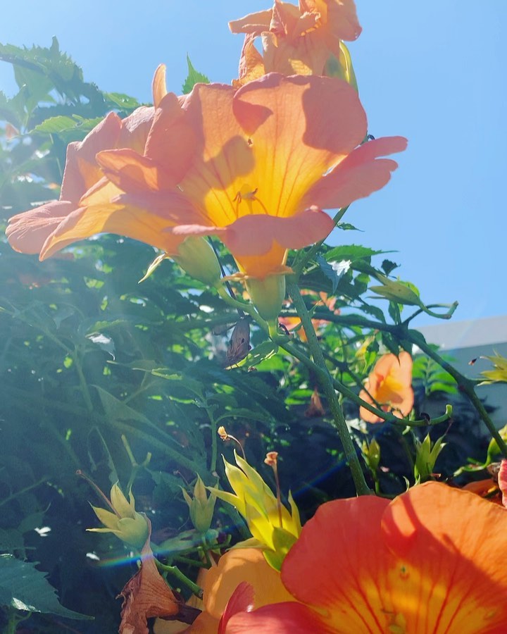 風間ゆみえ あまり快活な色を好まなかった私が オレンジ色の花を好きになったのは 5年くらい前になるかな 旅行先のハワイで 夫がくれた仲直りの花束がオレンジ色のハ Wacoca Japan People Life Style