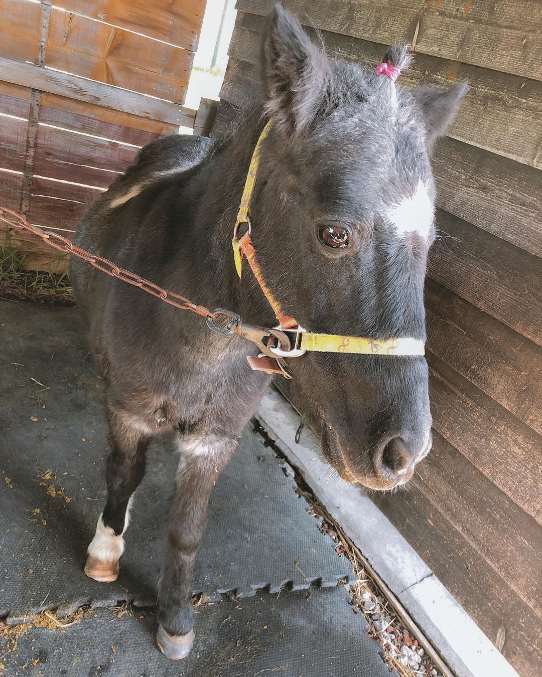 坂口渚沙 目がくりっくり ポニー 動物 動物好き 可愛い Wacoca Japan People Life Style