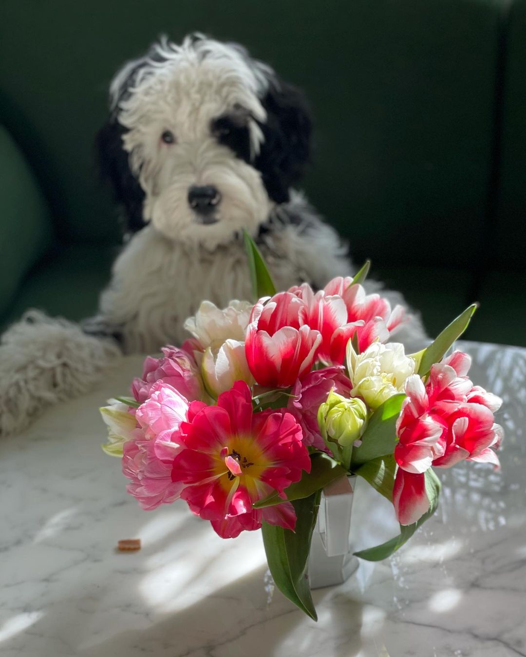 桐島かれん ダリとチューリップ シュヌードル シュナプー チューリップ Schnoodle Doodle Tulips Puppy Wacoca Japan People Life Style