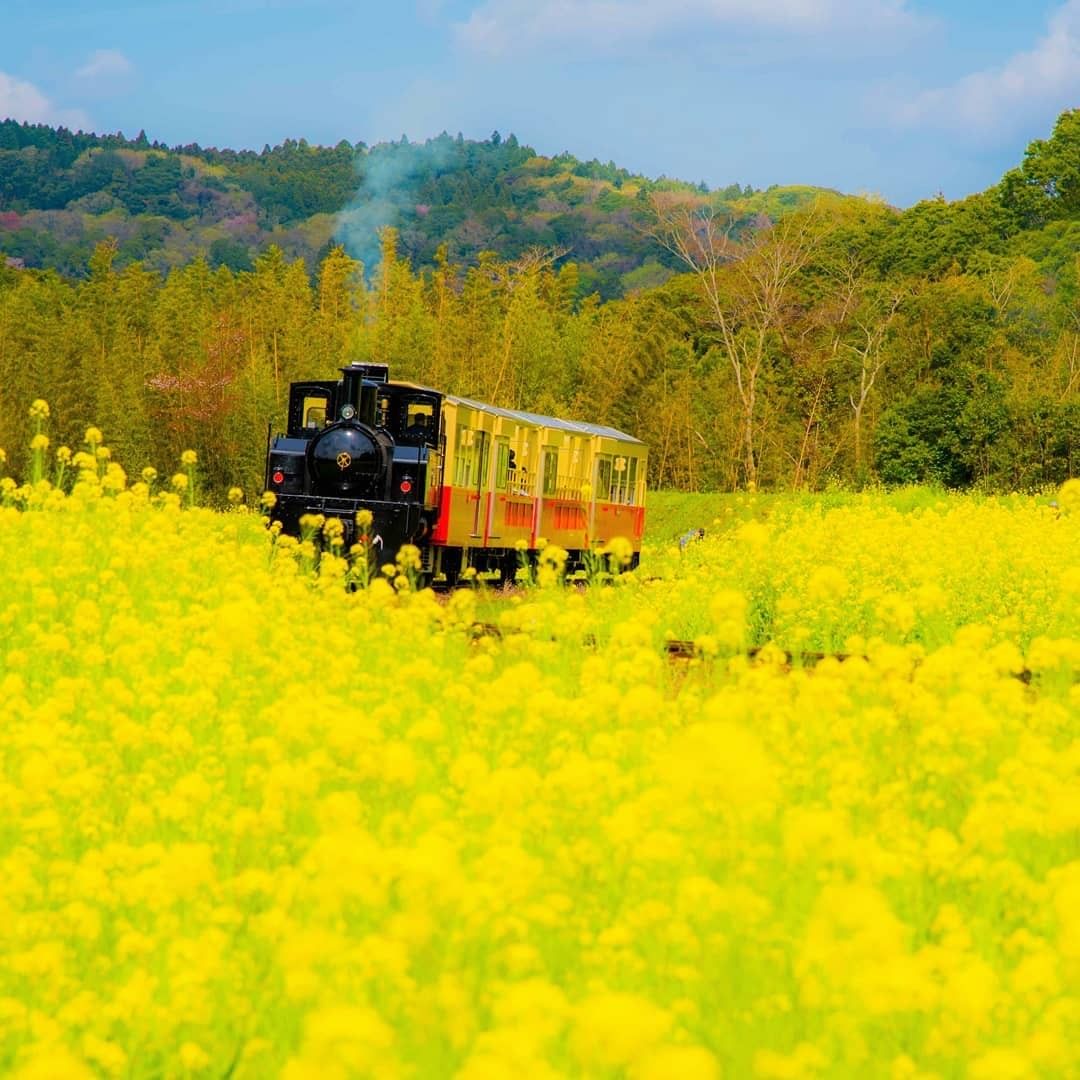 Hisjapan 今月は春の色を感じられる 春旅おすすめスポットをご紹介します 千葉県 小湊鉄道 Kam Kam さん 房総半島の 菜の花畑を可愛らしいトロ Wacoca Japan People Life Style