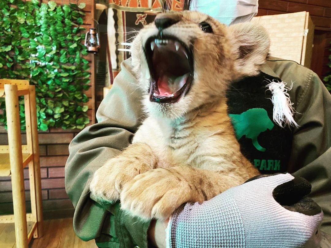 ダレノガレ明美 Fuji Safari ライオンの赤ちゃん産まれたから 行ってきた時の まだ5kgしかなかったの かわいすぎる 飼いたい 6月まで一緒に写真撮れるんだっ Wacoca Japan People Life Style