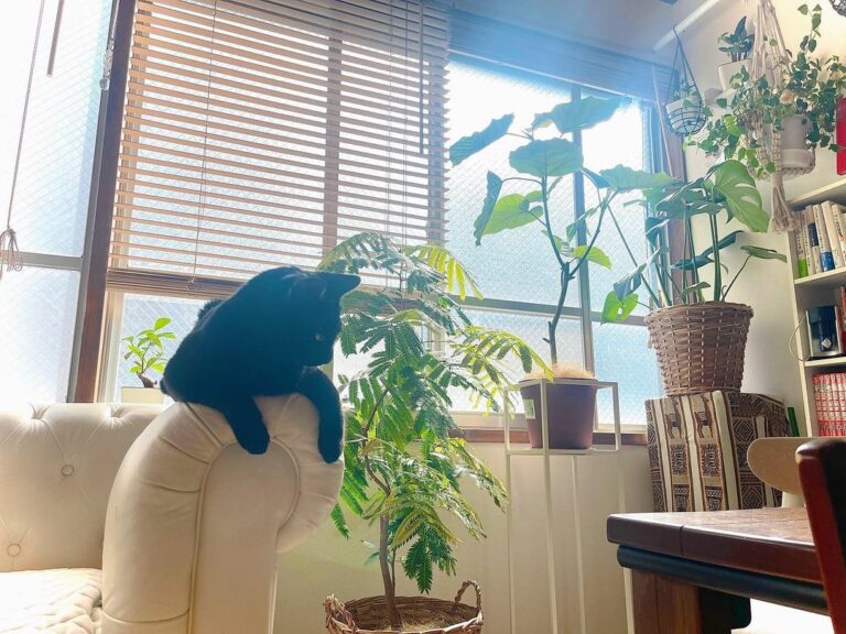 猫と観葉植物 Wacoca Japan People Life Style